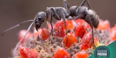 La Formica Zombie: Il caso di controllo mentale nella natura