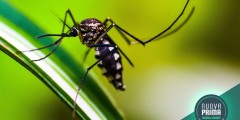 Le zanzare e le arbovirosi