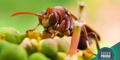 La vespa Orientalis