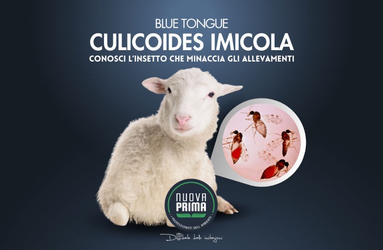 Blutongue: una malattia virale che minaccia il bestiame
