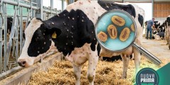 Dermatite nodulare bovina in Sardegna